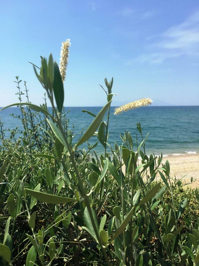 فيلا Estate Irene أليكسانثيربوليس المظهر الخارجي الصورة